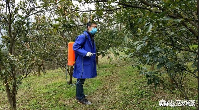 葉面肥用磷酸二氫鉀和尿素比例是多少？